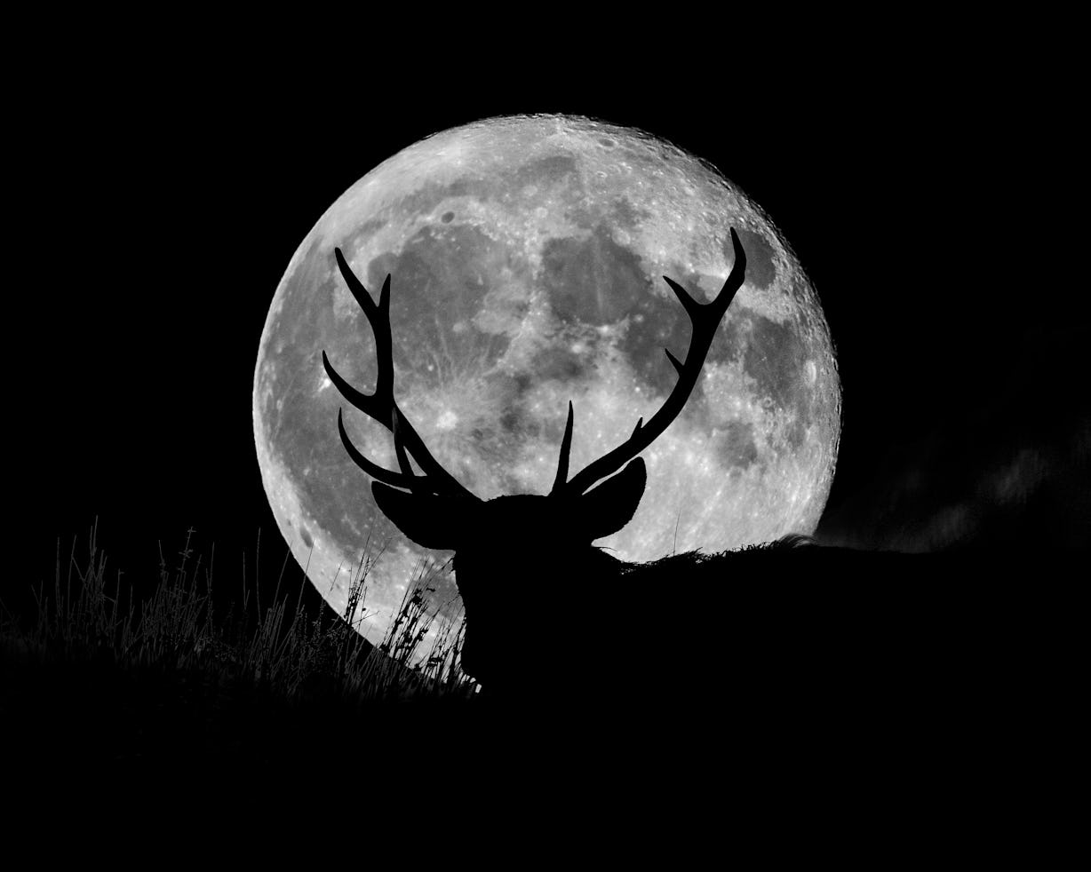 What Is The Spiritual Meaning Of The Buck Moon? An Astrologer Explains