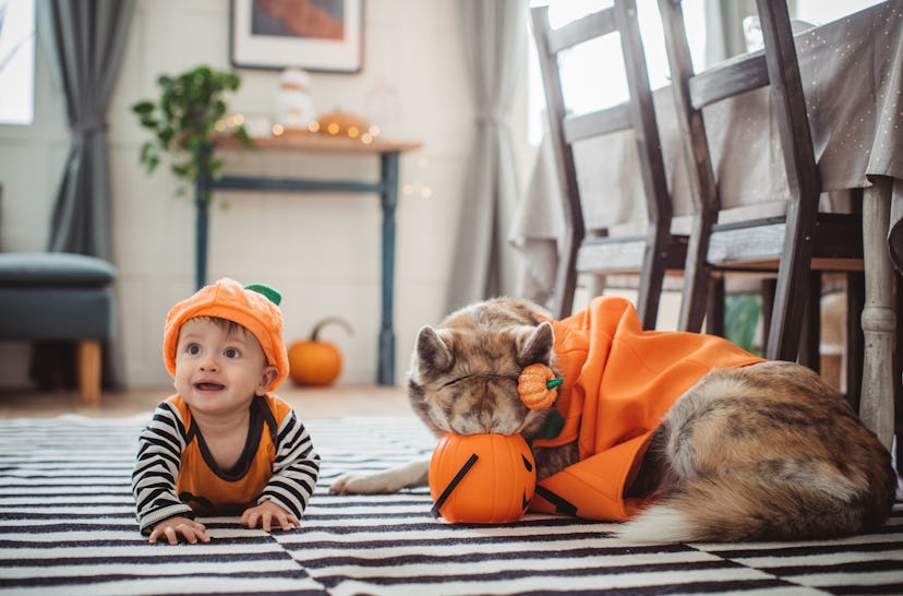 Baby boy in pumpkin costume at home for Halloween, he crawling on floor, his dog in costume is with ...