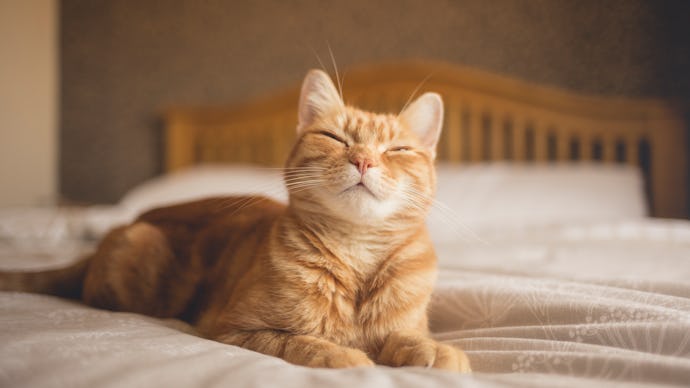 Ginger cat lying on a bed, looking happy.