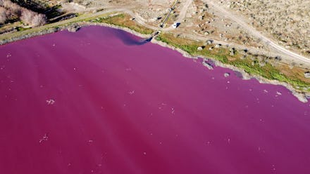 Aerial view of a lagoon that turned pink due to a chemical used to help shrimp conservation in fishi...