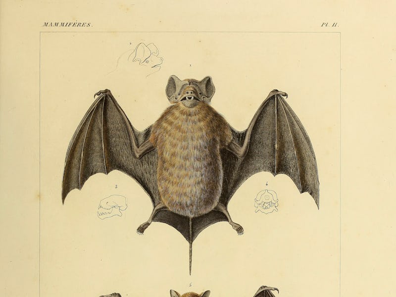 Fruit bat, illustration. From the book 'Voyage dans l'Amerique Meridionale' (Journey to South Americ...