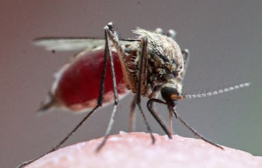 MOSCOW REGION, RUSSIA - JUNE 11, 2021: A mosquito feeds in the village of Povarovo, 50km northwest o...