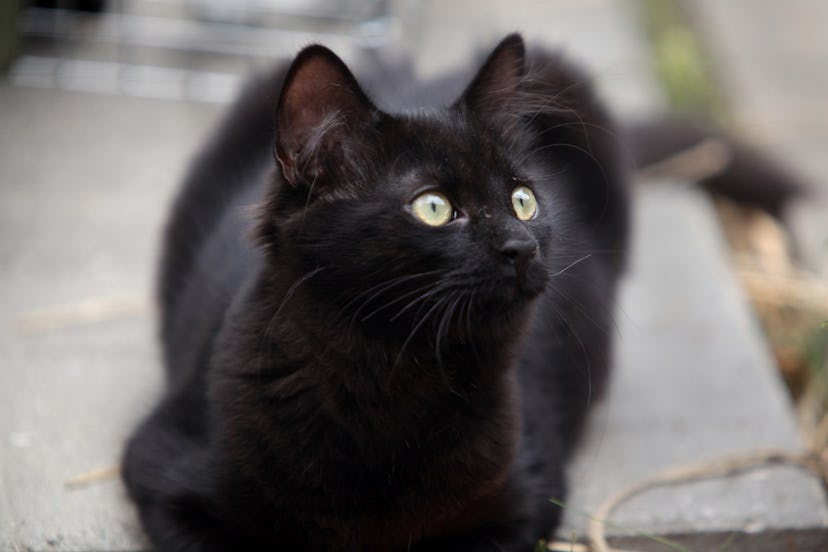 Black cat with green eyes in Toronto, Ontario, Canada. (Photo by Creative Touch Imaging Ltd./NurPhot...