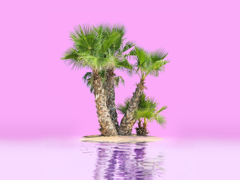 Palm Trees