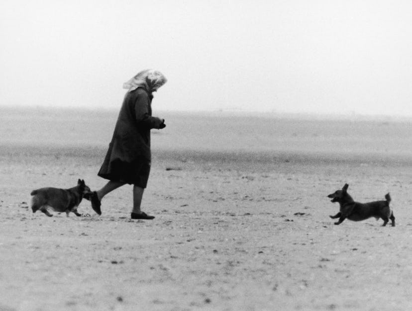 Queen Elizabeth walks the beach with her corgis.