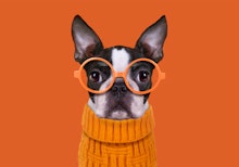 Boston terrier with eyes glasses on orange background
