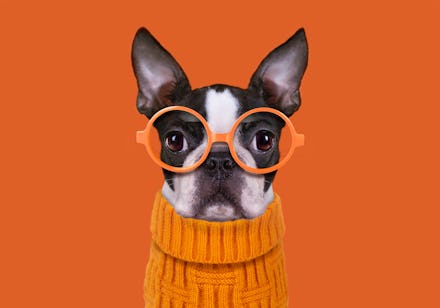 Boston terrier with eyes glasses on orange background