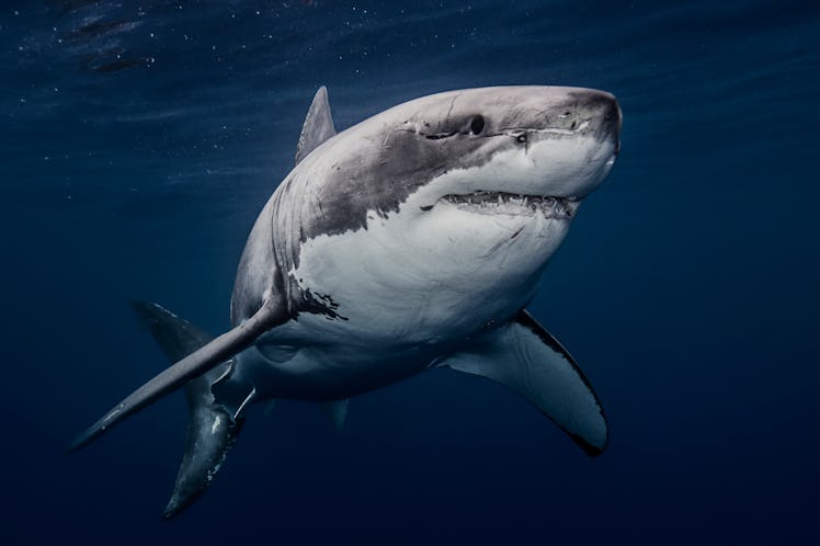 Mexico, Guadalupe Island, Great white shark (Carcharodon carcharias) underwater