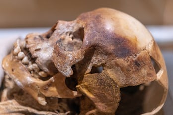 TORONTO, ONTARIO, CANADA - 2020/08/20: Skull of Nakht a young working man from ancient Egypt. The item is seen in the Royal Ontario Museum exhibit named 'Egyptian Mummies: Ancient Lives. New Discoveries'. (Photo by Roberto Machado Noa/LightRocket via Getty Images)