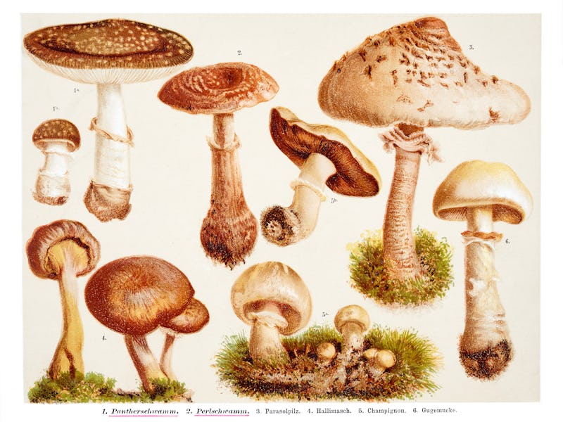 1. Pantherschwamm 2. Perlschwamm 3. Parasolpilz 4. Hallimasch 5. Champignon 6. Gugemucke - Color Ill...
