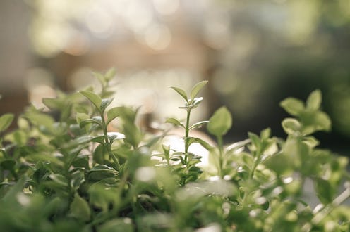 Beautiful green leaves on blurred background, space for text. Spring season