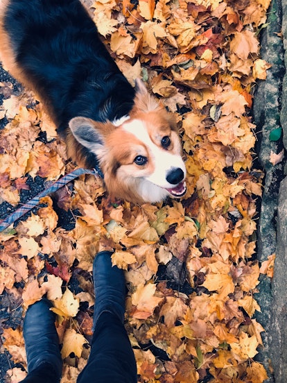 Personal Perspective of walking the dog in autumn