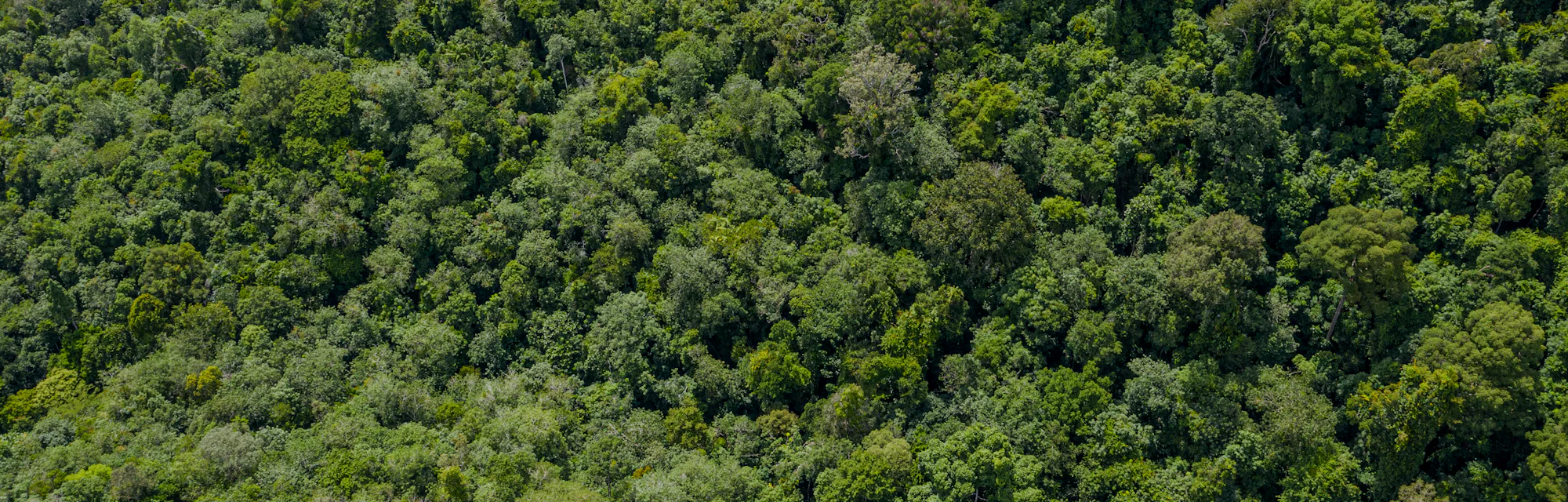 Aerial view of a lush green forest or woodland