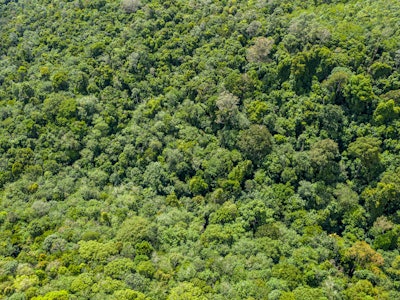 Aerial view of a lush green forest or woodland