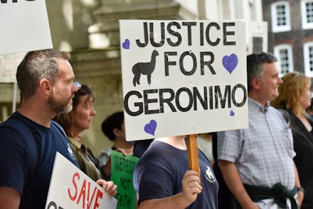 LONDON, UNITED KINGDOM - AUGUST 09, 2021 - People protest in London for Geronimo the Alpaca which is...