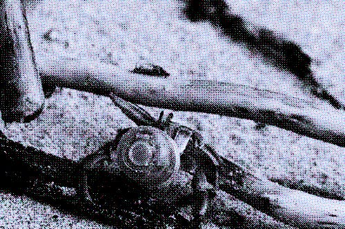 A hermit crab living in a plastic bottle cap