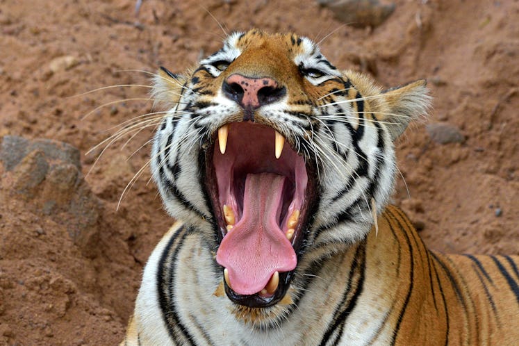This image of Tigress Kuhani female yawning is Captured at Tadoba Andhari Tiger Reserve in June 2017...