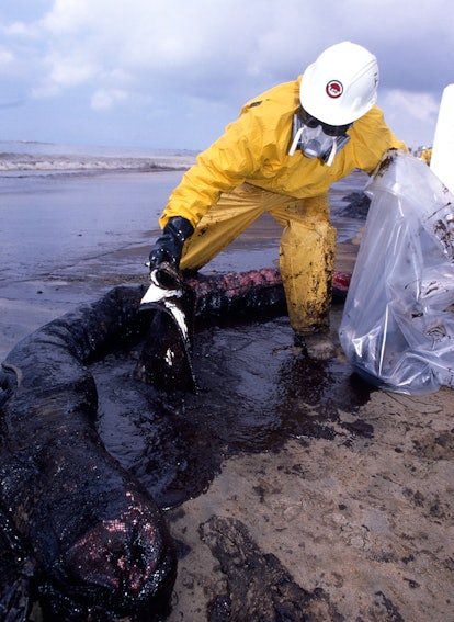  Trained HazMat workers clean up miles oil-drench sand after an off-shore oil spill occurred, Februa...