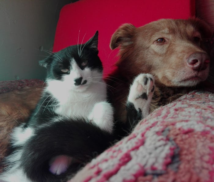 Photo taken in Calarasi, Romania