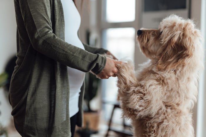 Midsection of pregnant woman holding dog paws in living room, in a story about whether dogs jumping ...