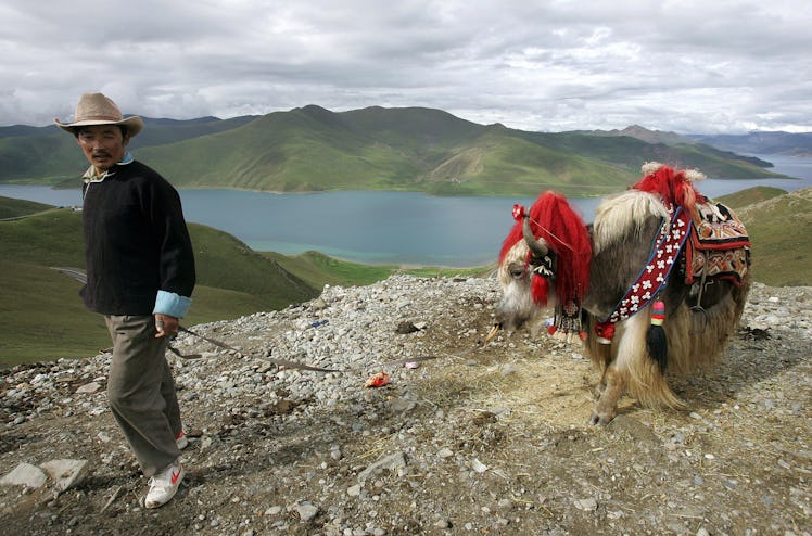 KAMBALA PASS, CHINA:  A Tibetan herdsman walks his yak along Kambala Pass, at 4794 meters above sea ...