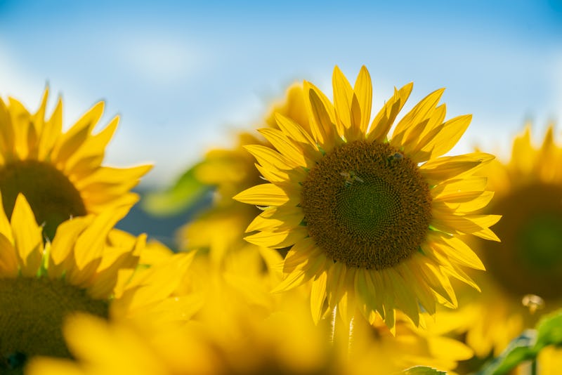 Agricultural field with group of sunflowers in sunshine. The sunflower flower is very special becaus...