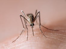 Frontal view of a tropical disease vector mosquito biting human skin and sucking blood, known carrie...