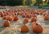 a pumpkin patch, groups that don't celebrate halloween 