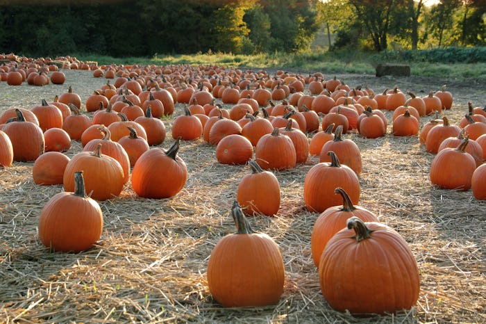 a pumpkin patch, groups that don't celebrate halloween