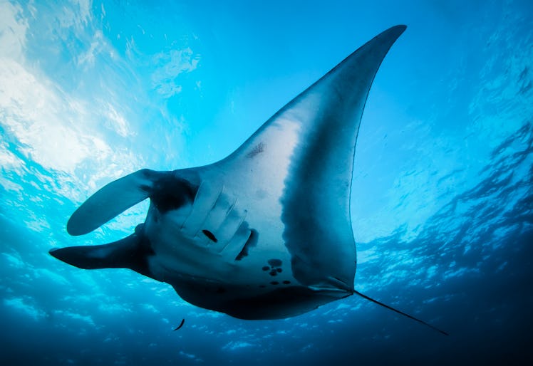 Elegant manta Ray floats under water. Giant ocean Stingray feeds on plankton. Marine life underwater...