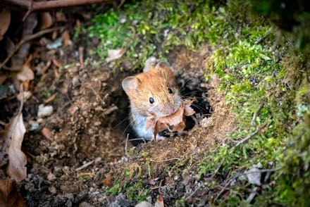 Mouse carrying nest material. Close up of Red-backed vole with dry leaves in its mouth. Mouse slips ...