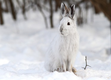 snowshoe hare