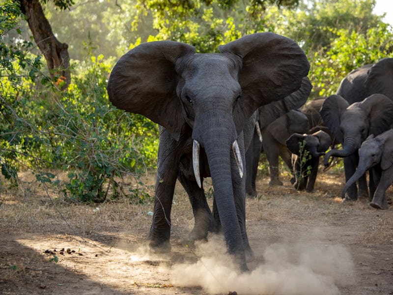 Close-up view of an angry female elephant charging the camera with young calves behind her