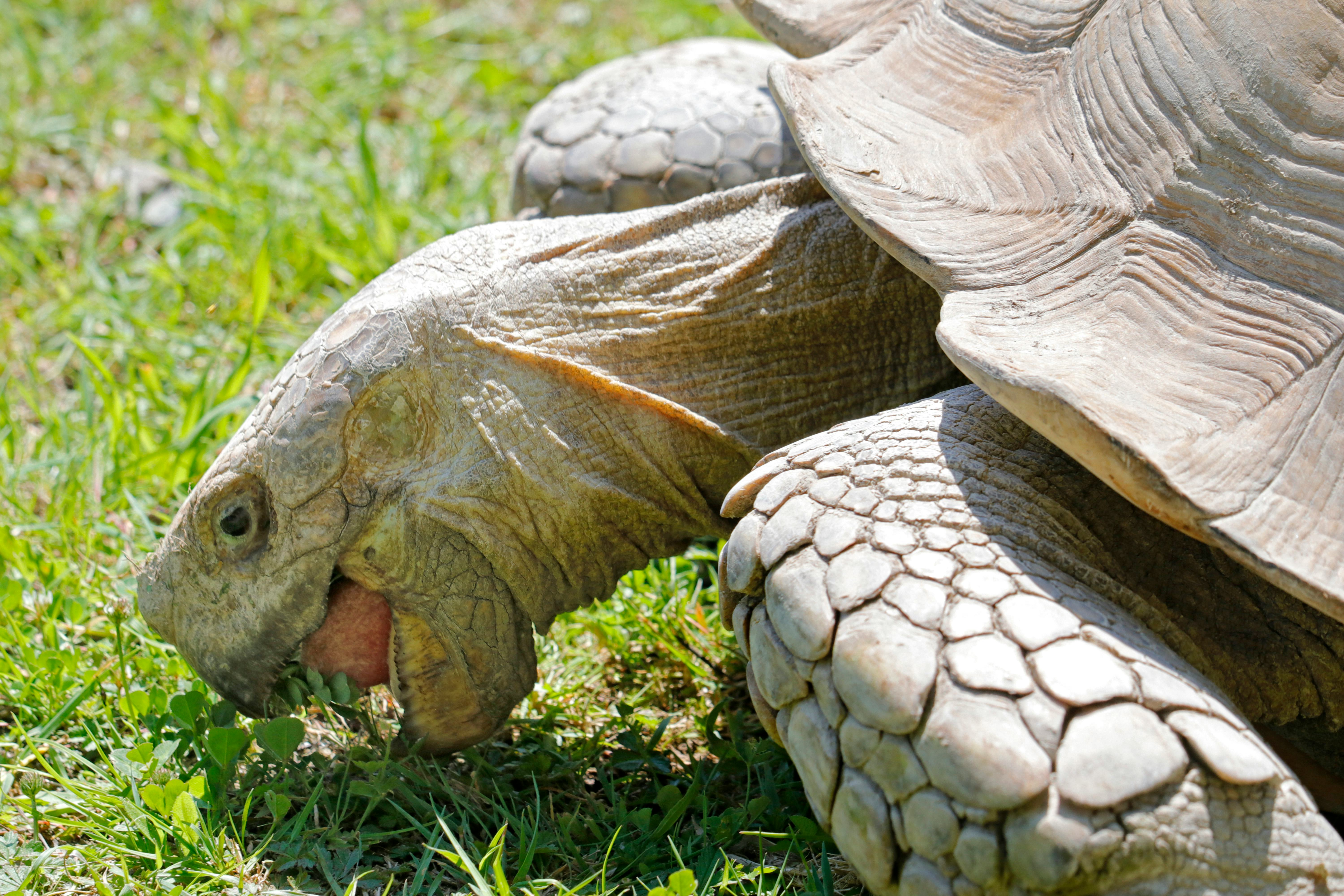 Close up on a furrowed turtle (Centrochelys sulcata) eating grass.