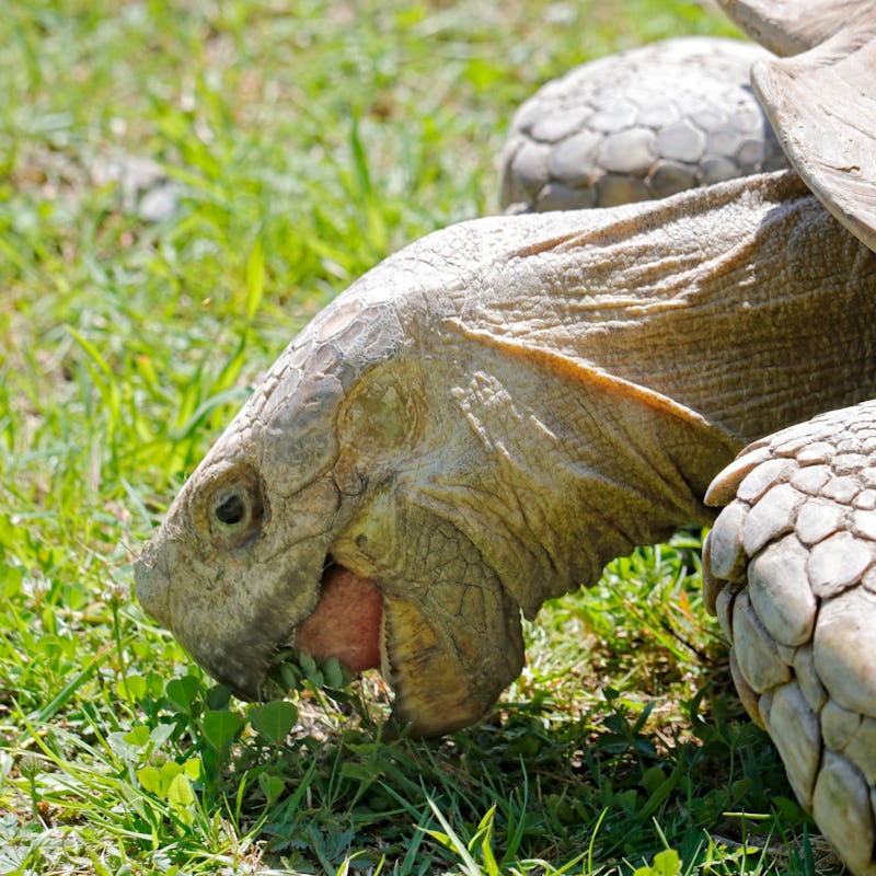 Close up on a furrowed turtle (Centrochelys sulcata) eating grass.