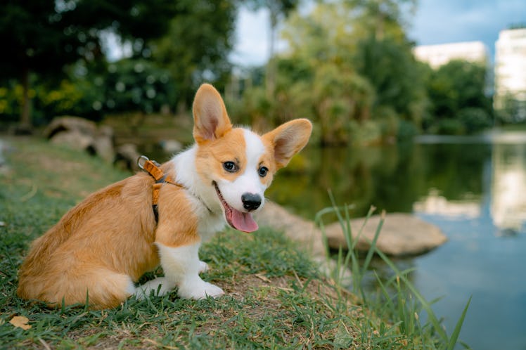 These International Dog Day 2021 photos will give you all the cute vibes.