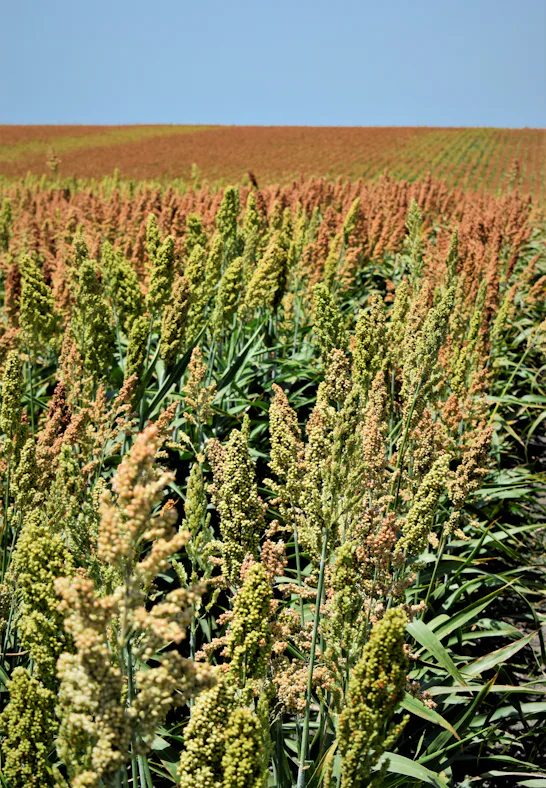 Millets Climate The