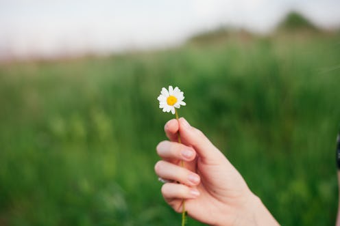 Summer wild flower of daisy in female hand in meadow outdoors in sunny day. Cute summer floral card.