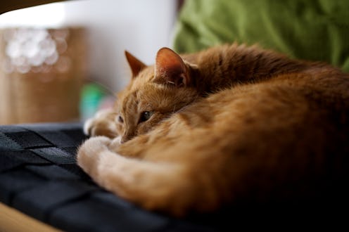 An orange tabby cat taking a nap on an armchair