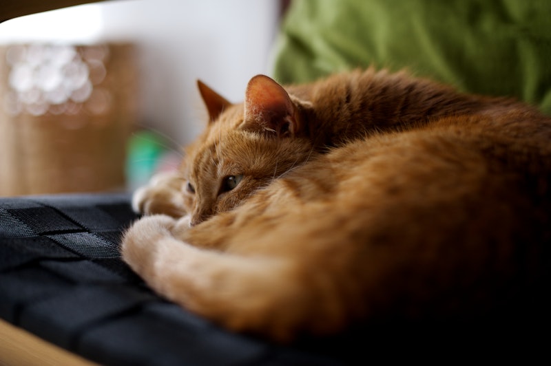 An orange tabby cat taking a nap on an armchair