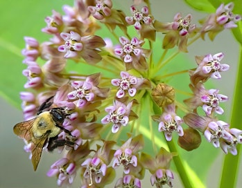 Bumblebee on Milkweed Flowers. (Photo by: Arthur Gurmankin/Education Images/Universal Images Group v...