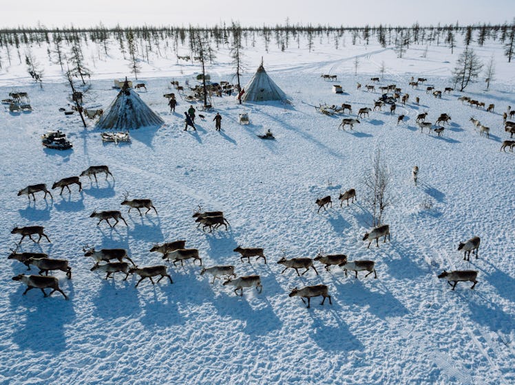 Camp of the nenets reindeer herders from above: conus tensts called chum, wooden sleds with stuff, d...