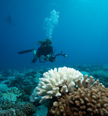Huahine, French Polynesia, May 2019- A scuba diver overlooks bleaching coral during a mass coral ble...