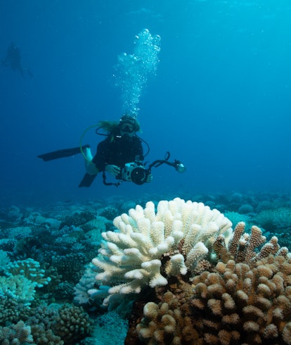Huahine, French Polynesia, May 2019- A scuba diver overlooks bleaching coral during a mass coral ble...