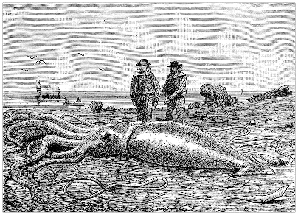 Antique illustration: giant squid (Architeuthis dux)