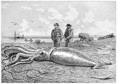 Antique illustration: giant squid (Architeuthis dux)