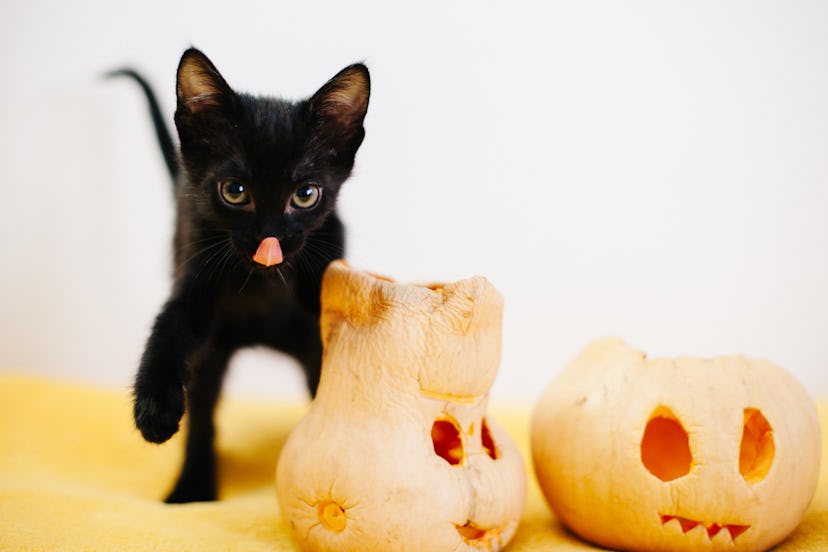 Black cats are classic Halloween symbols, but they aren't bad luck. 