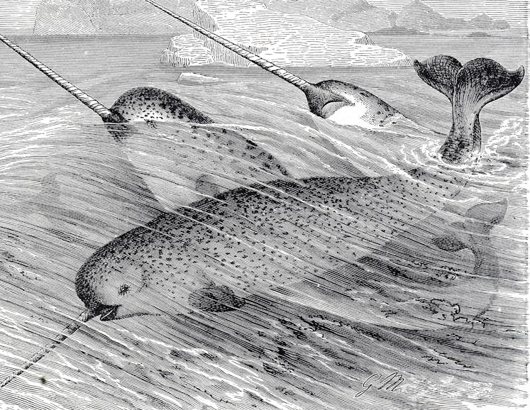 Engraving depicting a school of Narwhal, a medium-sized toothed whale that possesses a large "tusk" ...