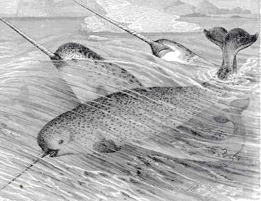 Engraving depicting a school of Narwhal, a medium-sized toothed whale that possesses a large "tusk" ...