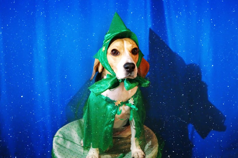 dog dressed in green wizard costume with blue background